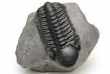Beautiful, Black Reedops Trilobite - Morocco #224396-2